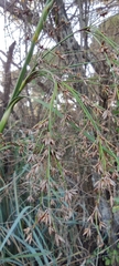 Cladium mariscus mariscus