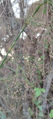 Cladium mariscus mariscus