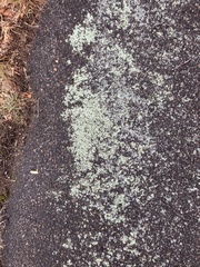 Flavoparmelia baltimorensis