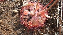 Drosera