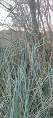 Cladium mariscus mariscus