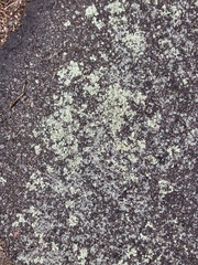 Flavoparmelia baltimorensis