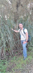 Cladium mariscus mariscus