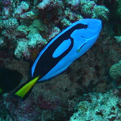 Paracanthurus hepatus