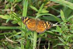 Anthanassa frisia
