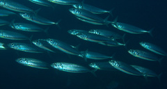 Decapterus punctatus