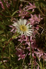 Symphyotrichum glabrifolium