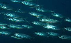 Decapterus punctatus