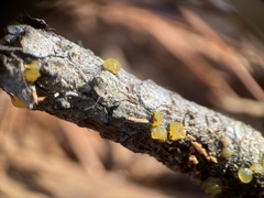 Dacrymyces capitatus