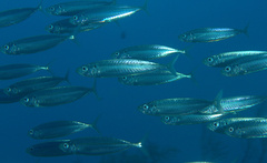 Decapterus punctatus