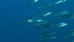 Decapterus punctatus