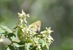 Chlorostrymon simaethis