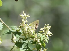 Chlorostrymon simaethis