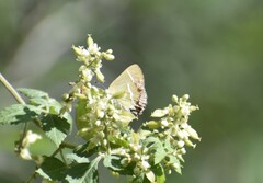 Chlorostrymon simaethis