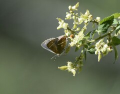 Chlorostrymon simaethis