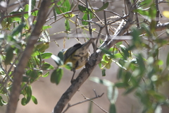 Phrygilus