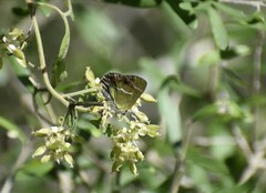 Chlorostrymon simaethis