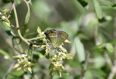 Chlorostrymon simaethis