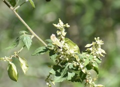 Chlorostrymon simaethis