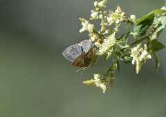 Chlorostrymon simaethis