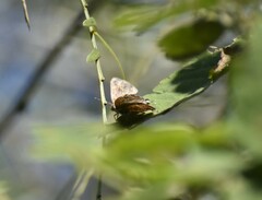 Chlorostrymon simaethis