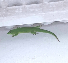 Phelsuma grandis