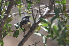 Phrygilus