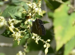 Chlorostrymon simaethis