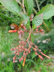 Hamelia patens