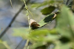 Chlorostrymon simaethis