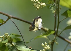 Chlorostrymon simaethis