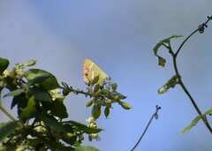 Chlorostrymon simaethis