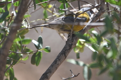 Phrygilus