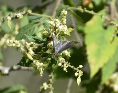 Chlorostrymon simaethis