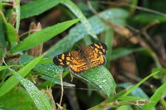 Anthanassa frisia