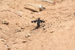 Hyperalonia chilensis