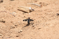 Hyperalonia chilensis