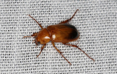 Phyllotocus macleayi