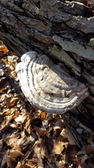 Ganoderma megaloma