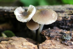 Pluteus phlebophorus