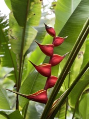 Heliconia stricta