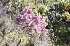 Erica hirtiflora