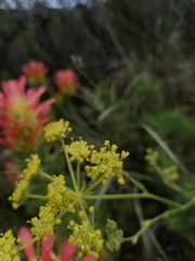 Notobubon ferulaceum