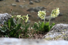 Primula ruprechtii