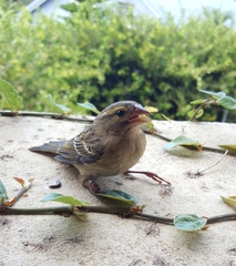 Foudia madagascariensis