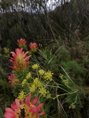 Notobubon ferulaceum