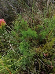 Notobubon ferulaceum