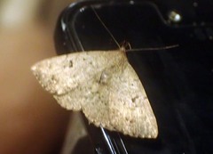 Mosopia pallidusalis