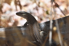 Callopistes maculatus