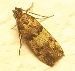 Ancylometis
